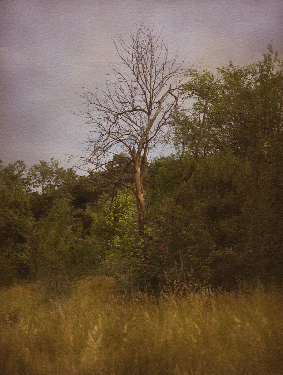 Garden and Trees, Trees, Eiche, Quercus